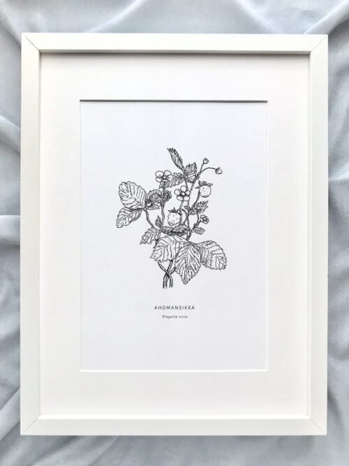 Taideprintti A4, Ahomansikka